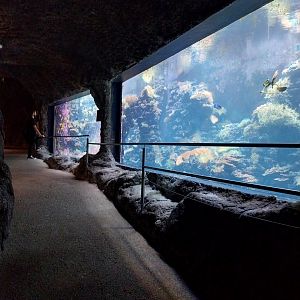 Aquazoo Schmiding - Indopacific coral reef