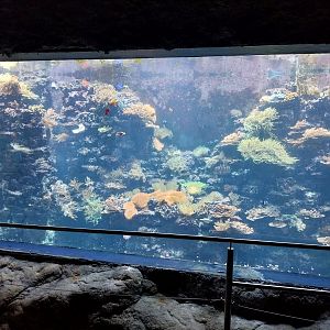 Aquazoo Schmiding - Indopacific coral reef