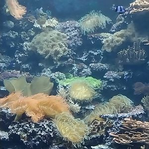 Aquazoo Schmiding - Indopacific coral reef