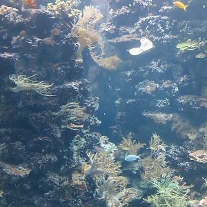 Aquazoo Schmiding - Indopacific coral reef