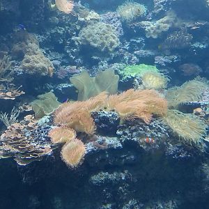 Aquazoo Schmiding - Indopacific coral reef