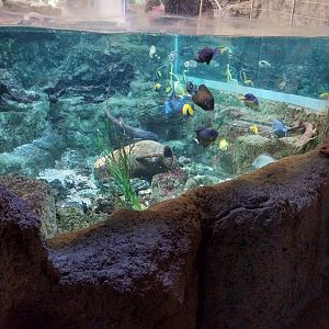 Aquazoo Schmiding - Smaller coral reef