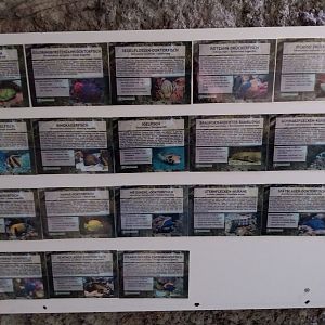 Aquazoo Schmiding - Smaller coral reef - Species sign