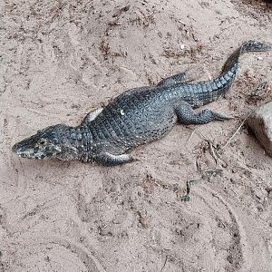 Aquazoo Schmiding - Lebensraum Amazonas - Spectacled caiman (Caiman crocodilus)