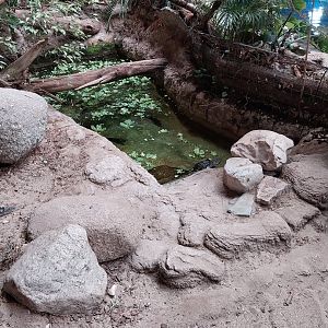 Aquazoo Schmiding - Lebensraum Amazonas - Spectacled caiman enclosure