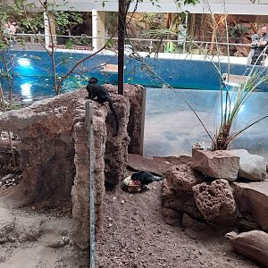 Aquazoo Schmiding - Lebensraum Amazonas - Goeldi's monkey (Callimico goeldii)