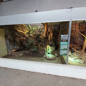 Aquazoo Schmiding - Reptile section