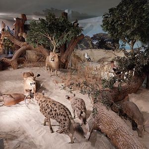 Aquazoo Schmiding - Evolution museum - Africa display