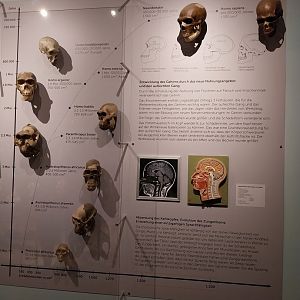 Aquazoo Schmiding - Evolution museum - Hominini