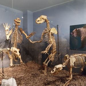 Aquazoo Schmiding - Evolution museum - Cave bear (Ursus spelaeus)