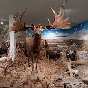 Aquazoo Schmiding - Evolution museum - Giant deer (Megaloceros giganteus)