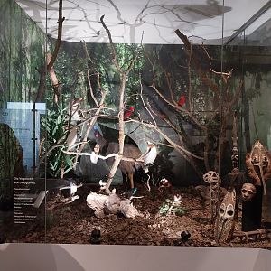 Aquazoo Schmiding - Evolution museum - Papua New Guinea display
