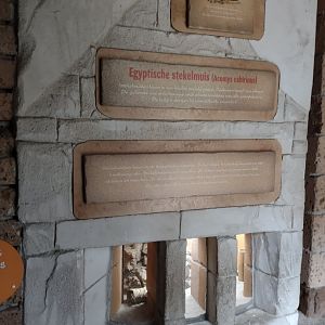 12 2023 - Cairo spiny mouse enclosure