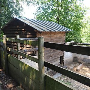 Patagonian mara barn, 2023-06-24