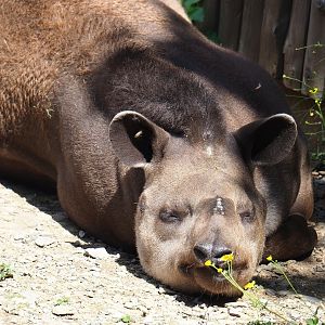South American tapir  (Tapirus terrestris), 2023-06-24