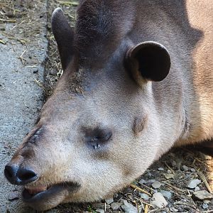 South American tapir  (Tapirus terrestris), 2023-06-24