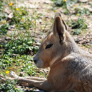 Patagonian mara (Dolichotis patagonum), 2023-06-24