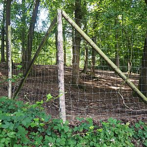 Alpaca and Llama paddock, 2023-06-24