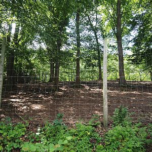 Alpaca and Llama paddock, 2023-06-24