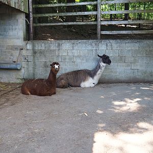 Alpaca and Llama holding area, 2023-06-24