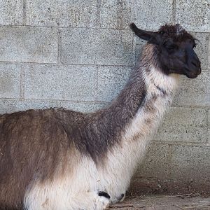 Llama (Lama glama), 2023-06-24