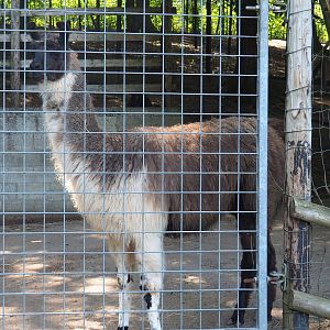 Llama (Lama glama), 2023-06-24