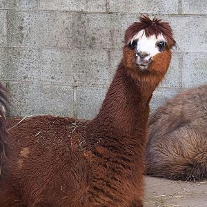 Alpaca (Vicugna pacos), 2023-06-24