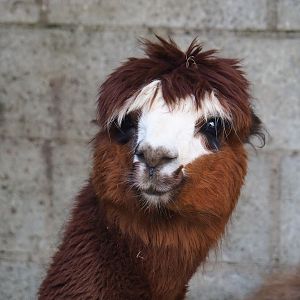 Alpaca (Vicugna pacos), 2023-06-24