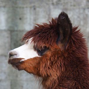 Alpaca (Vicugna pacos), 2023-06-24