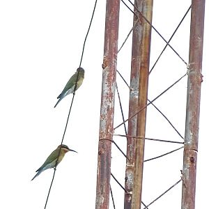 Blue-tailed bee-eater (Merops philippinus)