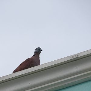 Red turtle dove (Streptopelia tranquebarica)