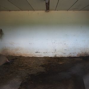 Capybara indoor housing, 2023-06-24