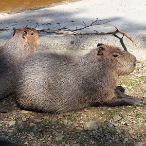 Capybaras (Hydrochoerus hydrochaeris), 2023-06-24