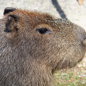 Capybara (Hydrochoerus hydrochaeris), 2023-06-24