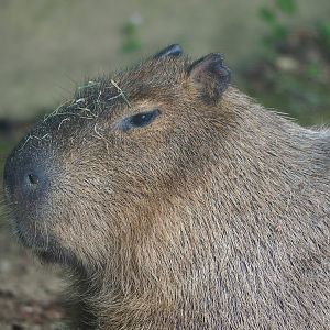 Capybara (Hydrochoerus hydrochaeris), 2023-06-24