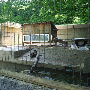 Asian small-clawed otter exhibit, 2023-06-24