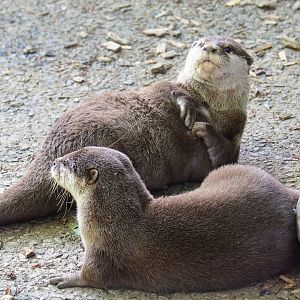 Asian small-clawed otters (Aonyx cinereus), 2023-06-24