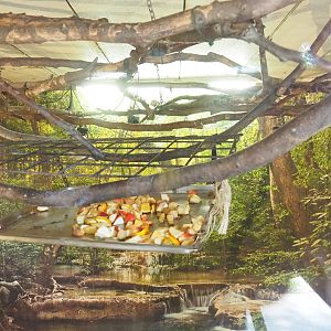 Indian flying fox exhibit, 2023-06-24