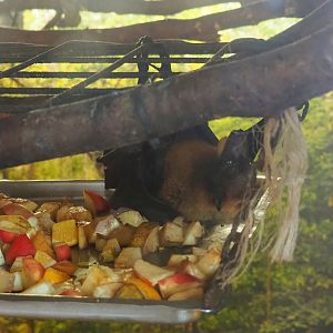 Indian flying fox (Pteropus medius), 2023-06-24