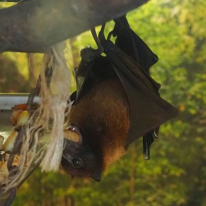 Indian flying fox (Pteropus medius), 2023-06-24
