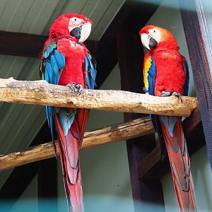 Green-winged macaw (Ara chloropterus) and Scarlet macaw (Ara macao), 2023-06-24