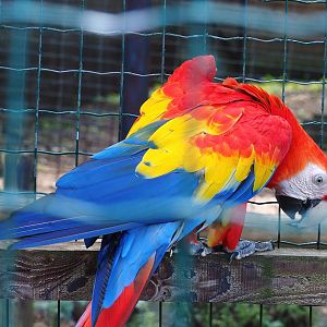 Scarlet macaw (Ara macao), 2023-06-24