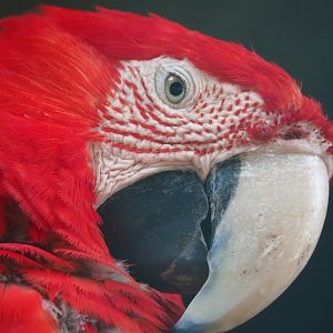 Green-winged macaw (Ara chloropterus), 2023-06-24
