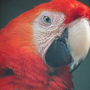 Scarlet macaw (Ara chloropterus), 2023-06-24