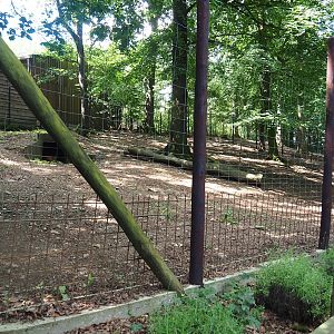 Maned wolf exhibit, 2023-06-24