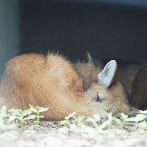 Maned wolf (Chrysocyon brachyurus), 2023-06-24