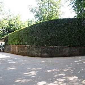 Large hedge around primate area and road to service area, 2023-06-24