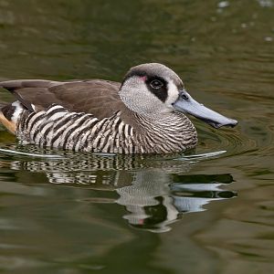 Pink-eared duck (Malacorhynchus membranaceus) - Zoopark Nehvizdy