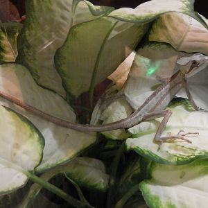 Basilisk ID - Terarium Praha 2014