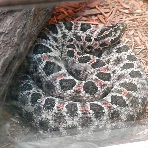 Sistrurus miliarius? - Terarium Praha 2014